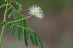 Illinois bundleflower